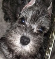 Debessière Chiots Schnauzer nains