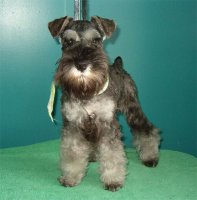 Debessière Chiots Schnauzer nains