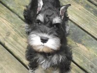 Debessiere Schnauzers