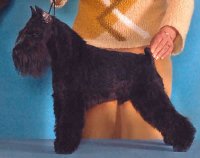 Debessiere Schnauzers