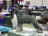 Debessiere Schnauzers