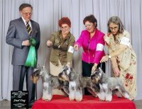 Debessiere Schnauzers