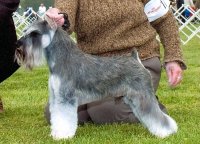 Debessiere Schnauzers