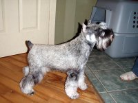 Debessiere Schnauzers