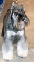 Debessiere Schnauzers