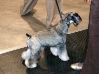 Debessiere Schnauzers