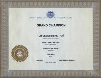 certificat grand champion Thaï 