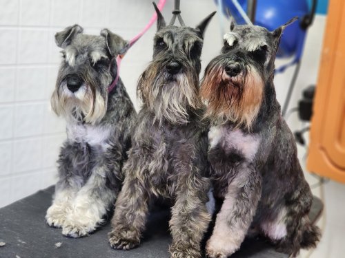 3 générations de mâles