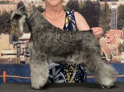 Ch.Debessière Styling Thunder (Stormi)2023