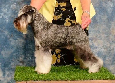 Can.Ch. Debessière Sweet Boréale 2019