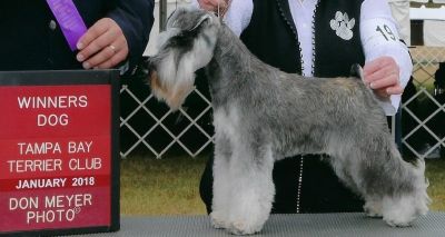 Can.Ch Debessière Casanova Sunrock 2017