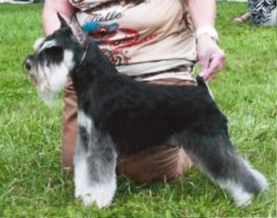 BISS  Ch. Debessière DonJuan 2012