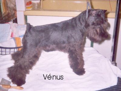 Can ,Ch. Desire Of The Hearth 2009