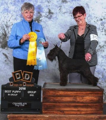 Can Ch.Debessière  Don Quichotte 2016