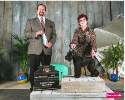 CanCh.Debessière InfiniT 2012