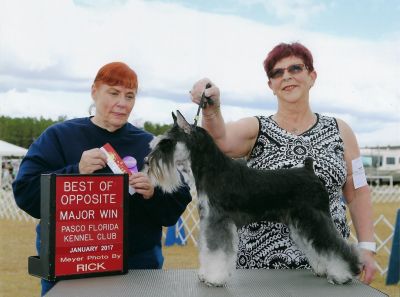 Can.Ch. Debessière Sweet Frenzy 2016