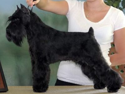 Can Ch. Debessière Black Tie Deloka  2010