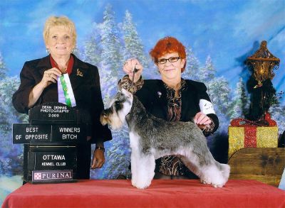 Can.Ch.Debessière Frosted Pearl 2008