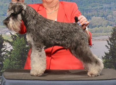 Can.Ch. Debessière Beautiful Shooting Star 2023