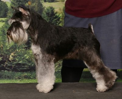 Can.Ch. Debessière Lollipop 2023