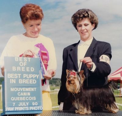 Can.Ch. Debessière Opal  (Yorkshire ) 1990