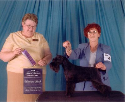 Can.Ch.Debessière Black Angel 2005