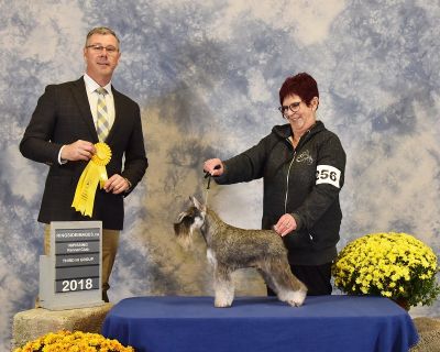 Can.Ch.Debessière Mizuki Sunrock 2018